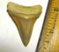 Colorful Summerville Angustidens Shark Tooth